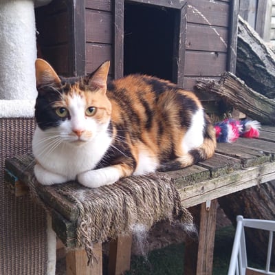 chat pension 91